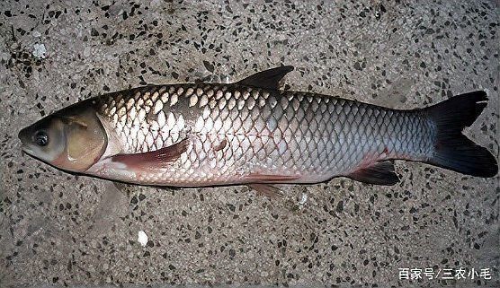 河里小魚苗分辨圖片，高清圖鑒河域常見魚苗品種辨識與
