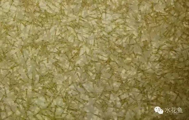 河里小魚苗分辨圖片，高清圖鑒河域常見魚苗品種辨識與