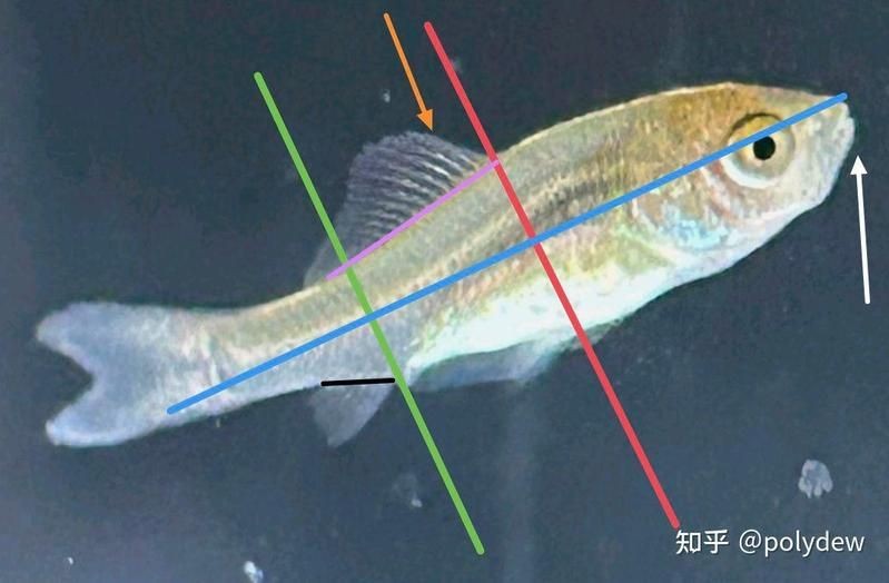 河里小魚苗分辨圖片，高清圖鑒河域常見魚苗品種辨識與