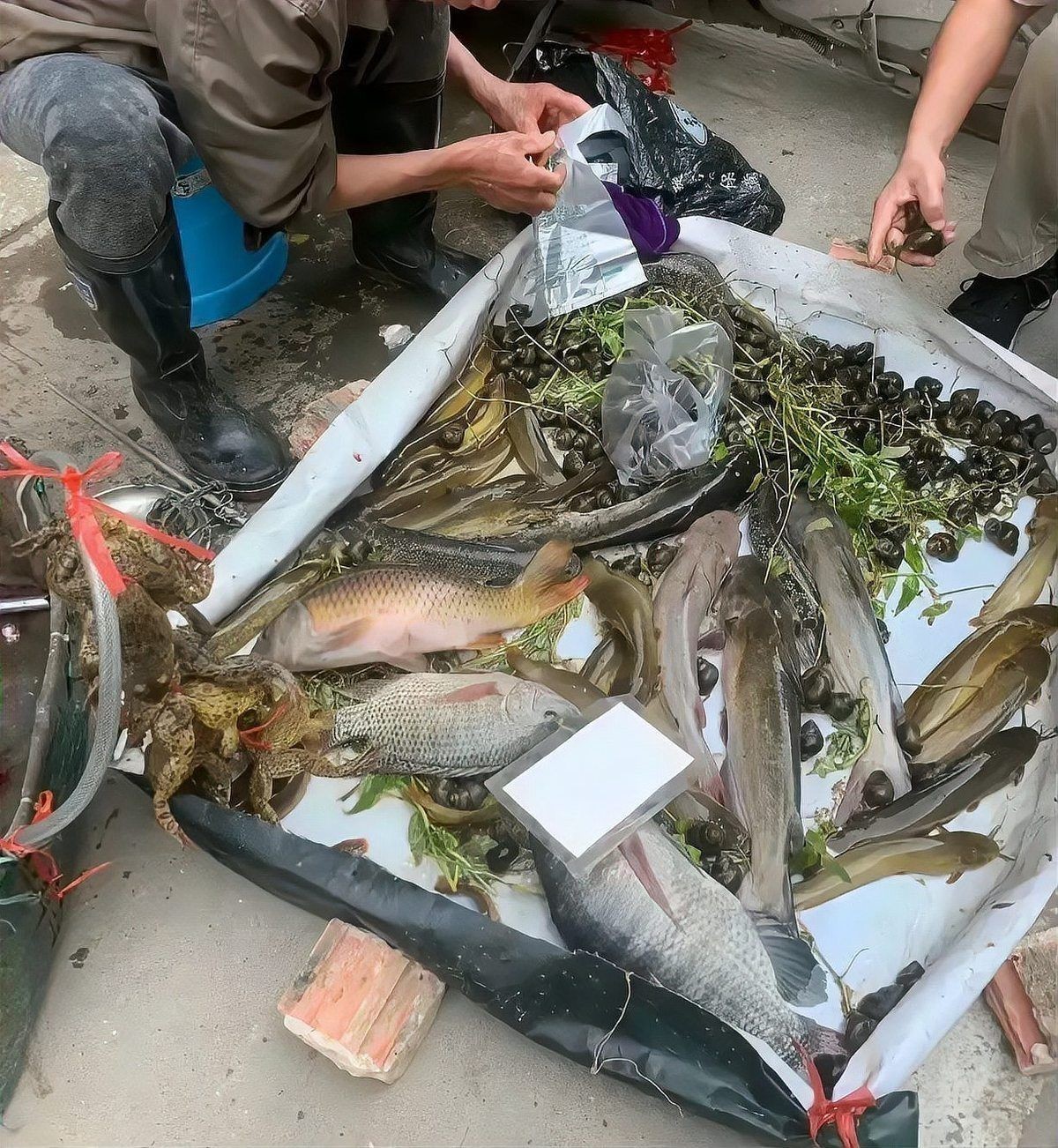 河里小魚苗分辨圖片，高清圖鑒河域常見魚苗品種辨識與