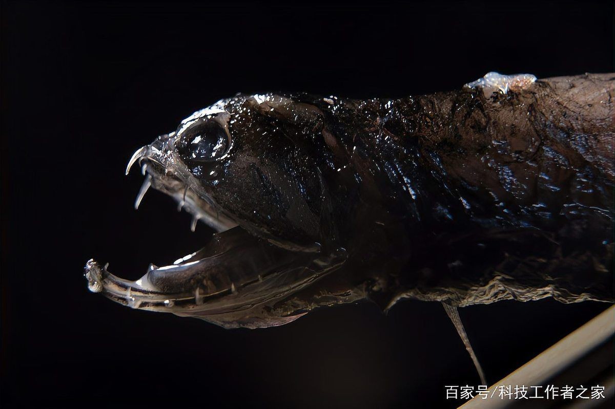 哪些藥物可以有效治療龍魚白點(diǎn)？（龍魚白點(diǎn)病治療用藥清單）