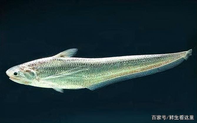 海刀魚和江刀圖片對比，海刀魚與江刀終極對決，高清實拍圖鑒對比