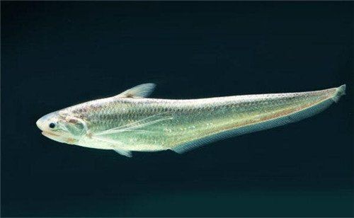 海刀魚和江刀圖片對比，海刀魚與江刀終極對決，高清實拍圖鑒對比