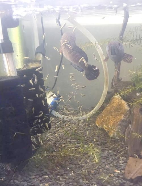 1--2公分紅龍魚幼苗圖片，1-2公分迷你紅龍魚幼