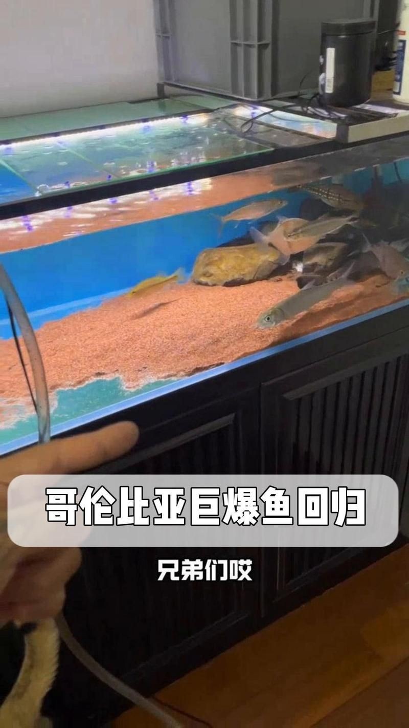 哥倫比亞巨暴魚價格，揭秘哥倫比亞巨暴魚最新