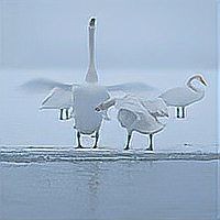 個人養殖營業執照辦理，個人養殖營業執照辦理全流程指南