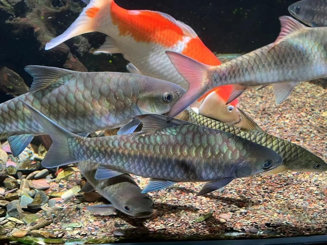 龍魚腮蓋毒性表現、原因及應對措施，龍魚腮蓋問題需警惕，龍魚腮蓋毒性的表現、原因及應對措施
