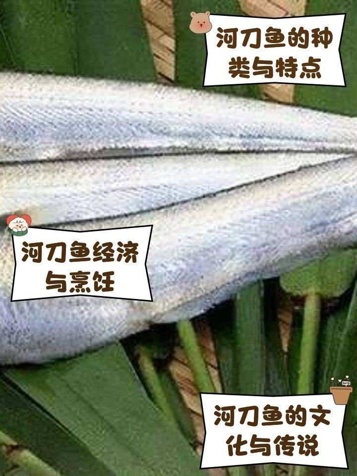 河刀魚(yú)是河魚(yú)還是海魚(yú)，深度解析，河刀魚(yú)到底是河魚(yú)