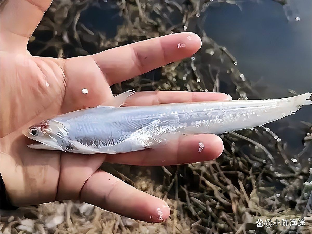 河刀魚(yú)是河魚(yú)還是海魚(yú)，深度解析，河刀魚(yú)到底是河魚(yú)
