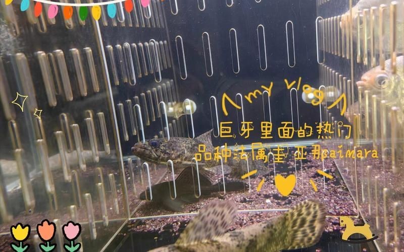 卡宴巨牙魚能長多大，揭秘卡宴巨牙魚驚人生長極限，最大可長至多少厘米？