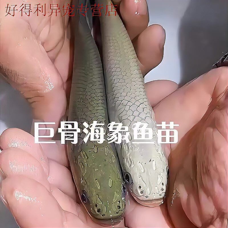 卡宴巨牙魚能長多大，揭秘卡宴巨牙魚驚人生長極限，最大可長至多少厘米？