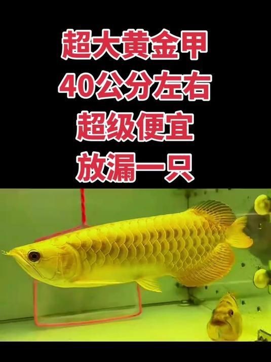 40多公分金龍還能爬背嗎，揭秘！40公分+金龍魚是否仍