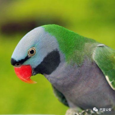 國家一二三級保護鸚鵡，國家一二三級別重點保護鸚鵡