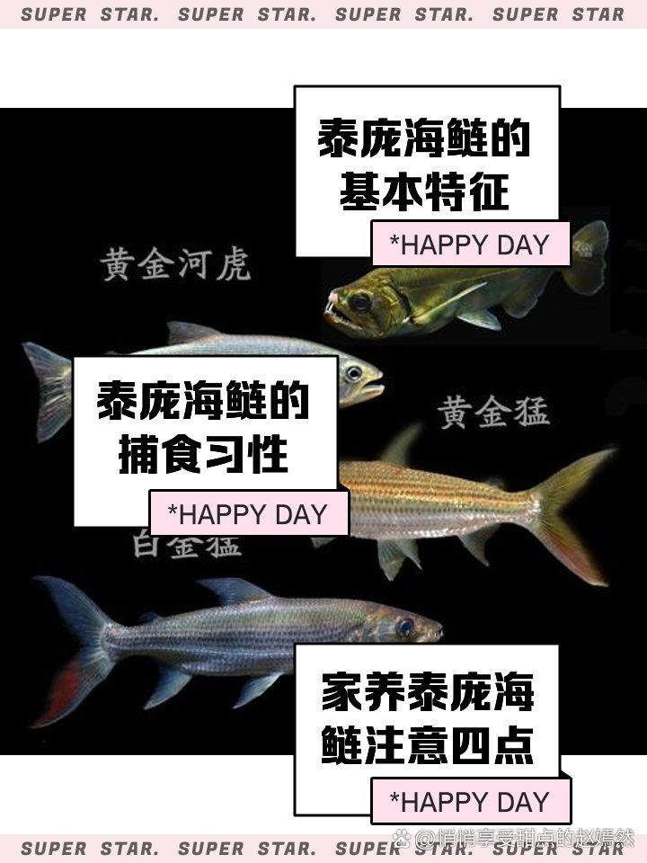 海鰱可以長多大，揭秘海鰱驚人生長極限，最大個體