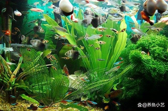 安陽魚缸維護，安陽專業魚缸維護攻略，輕松解決