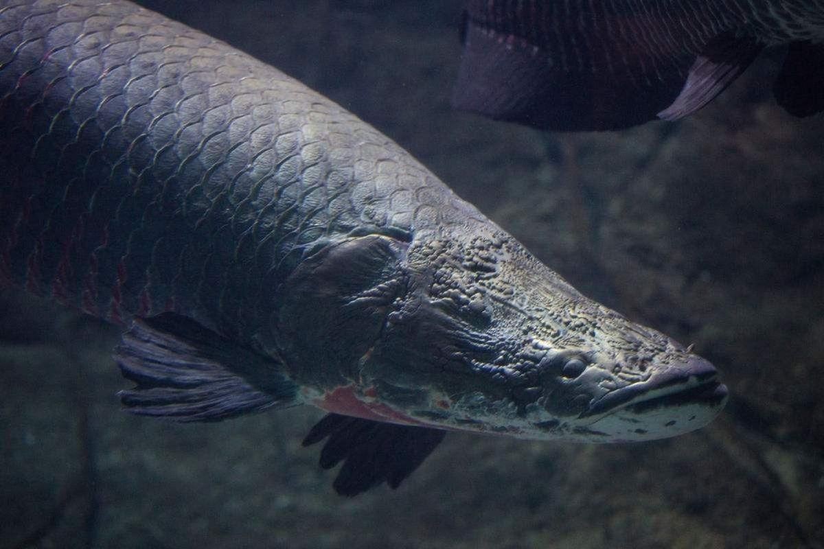 巨骨舌魚2cm圖片，巨骨舌魚幼魚2