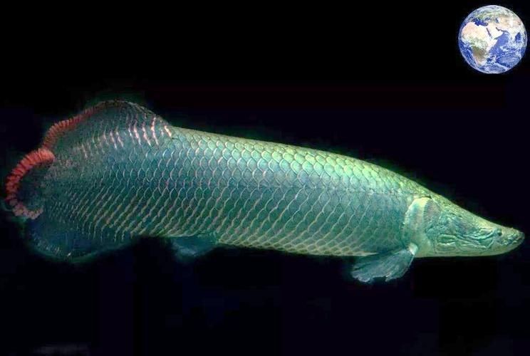 巨骨舌魚2cm圖片，巨骨舌魚幼魚2