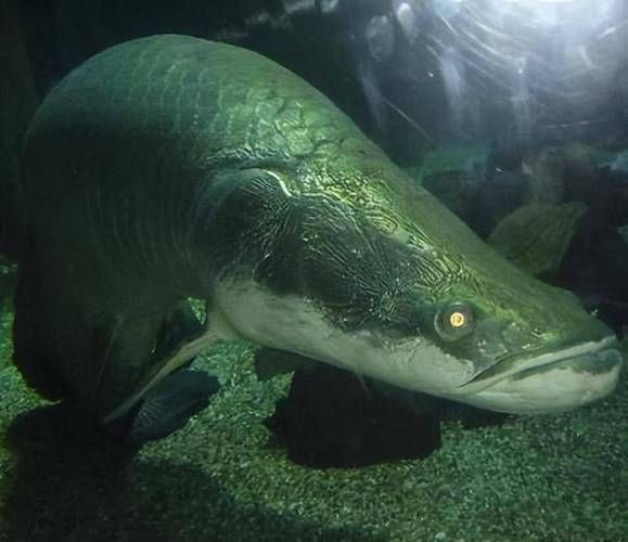 巨骨舌魚2cm圖片，巨骨舌魚幼魚2