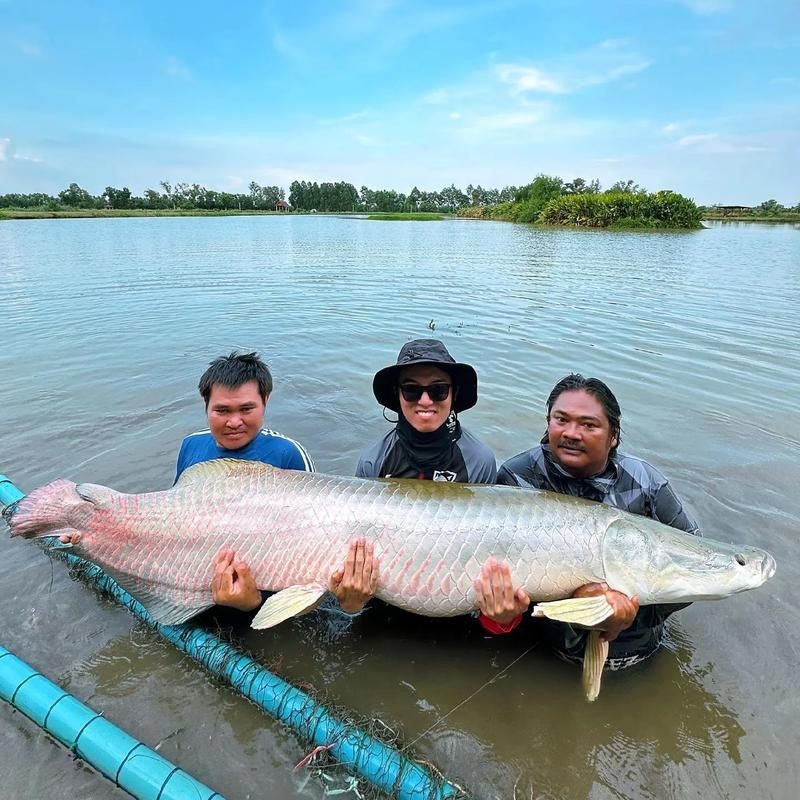 巨骨舌魚2cm圖片，巨骨舌魚幼魚2