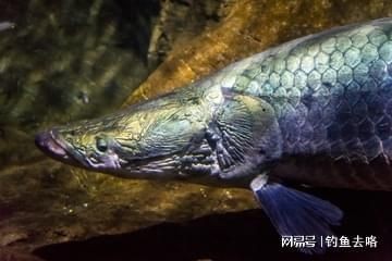 巨骨舌魚2cm圖片，巨骨舌魚幼魚2
