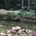 巨骨舌魚2cm圖片，巨骨舌魚幼魚2