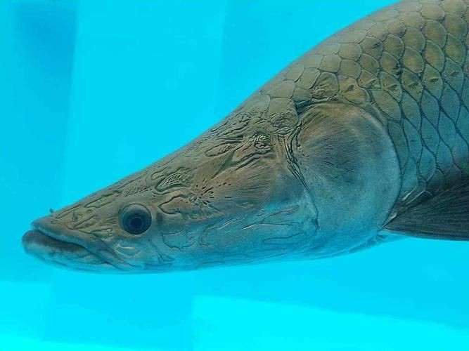 巨骨舌魚2cm圖片，巨骨舌魚幼魚2