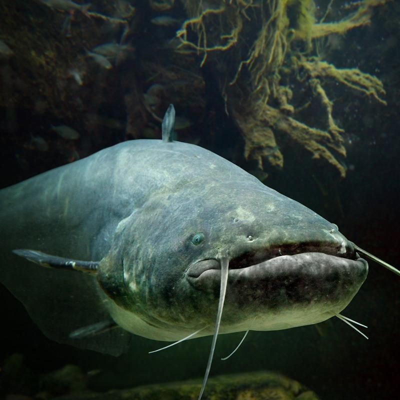 巨骨舌魚2cm圖片，巨骨舌魚幼魚2