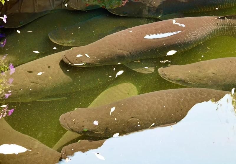 巨骨舌魚2cm圖片，巨骨舌魚幼魚2
