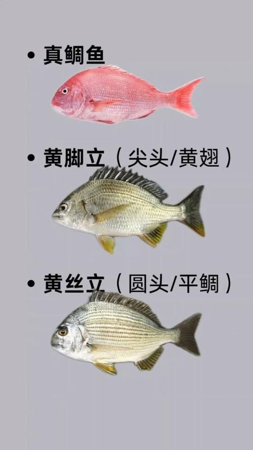 海魚圖片大全名稱，超全收錄全球常見海魚高清美圖+詳細(xì)學(xué)名對照