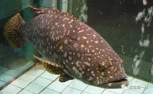 海魚圖片大全名稱，超全收錄全球常見海魚高清美圖+詳細(xì)學(xué)名對照