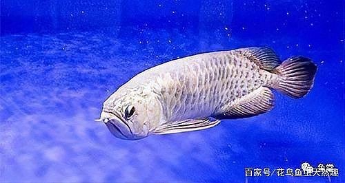 天津龍魚店，天津高端龍魚專賣店｜精品龍魚繁育·批發零售 天津龍魚店，天津高端龍魚專賣店｜精品龍魚繁育·批發零售 全國水族館企業名錄 第7張