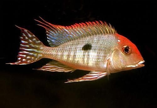 關刀魚和朱巴力的區別，關刀魚與朱巴力特征差異全解析，從形態到習性的深度