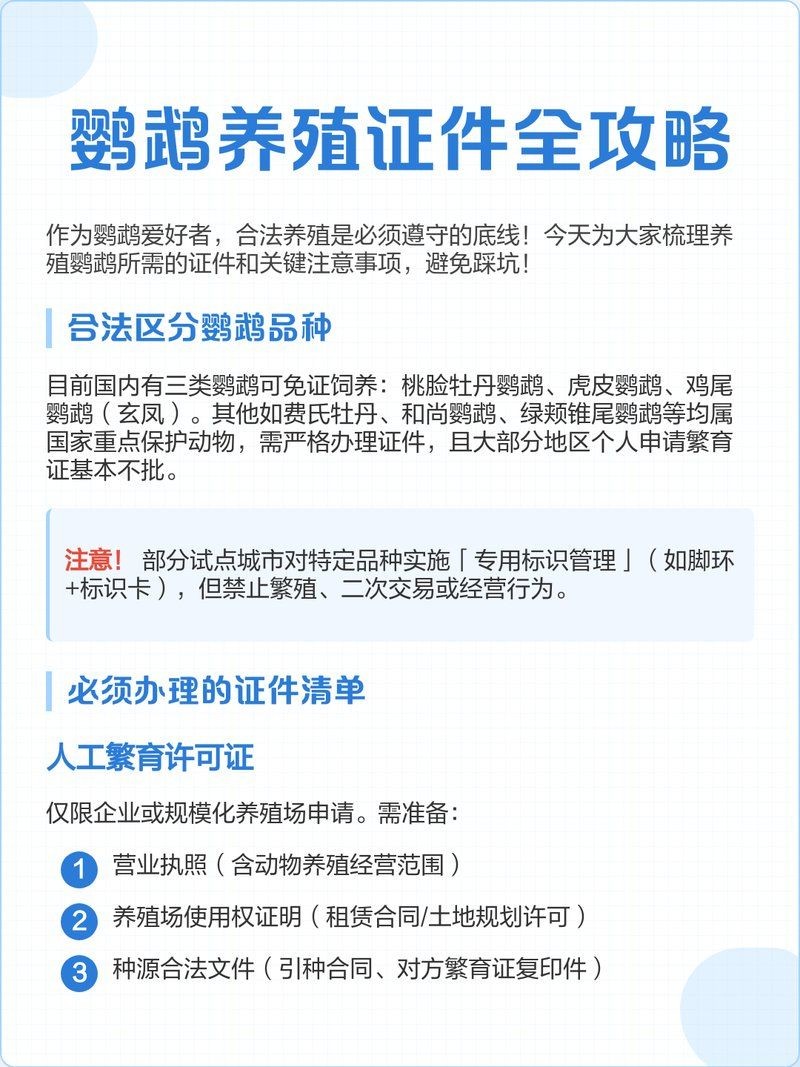個人養一只金剛鸚鵡怎么才合法，個人合法飼養金剛鸚鵡必知，資質要求與合規流程