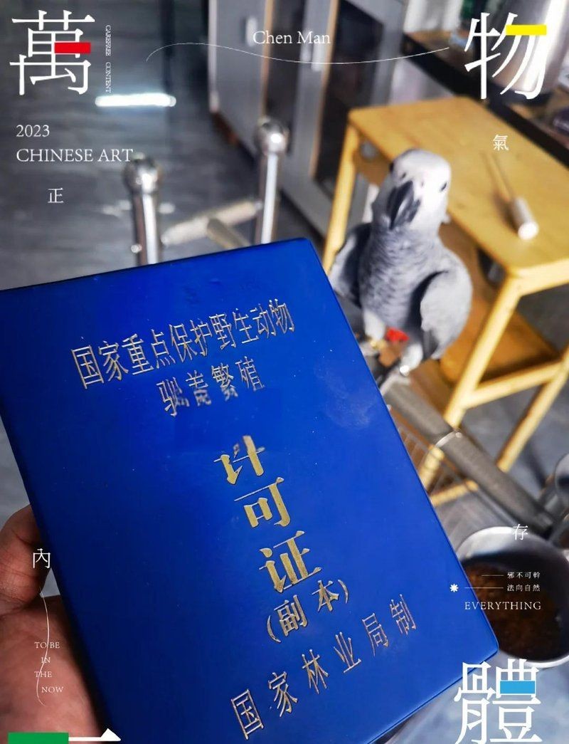 個人養一只金剛鸚鵡怎么才合法，個人合法飼養金剛鸚鵡必知，資質要求與合規流程