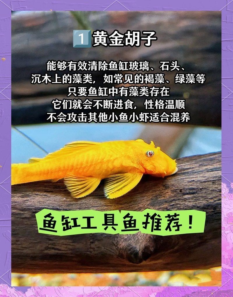 凈化水質最厲害三個魚，??TOP3！這3種魚堪稱天然凈水衛士，水質