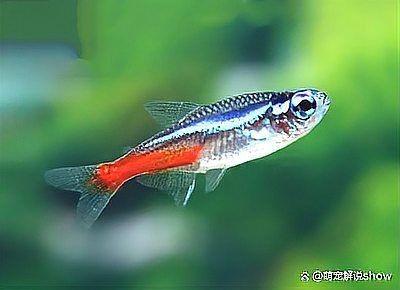 凈化水質(zhì)最厲害三個魚，??TOP3！這3種魚堪稱天然凈水衛(wèi)士，水質(zhì)