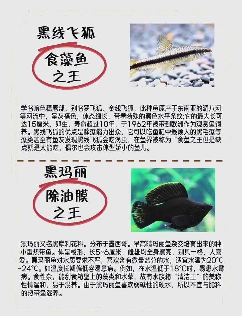 凈化水質最厲害三個魚，??TOP3！這3種魚堪稱天然凈水衛士，水質