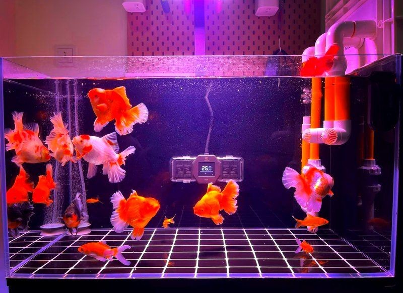 吉印水族箱照明燈，吉印水族箱專用LED照明燈
