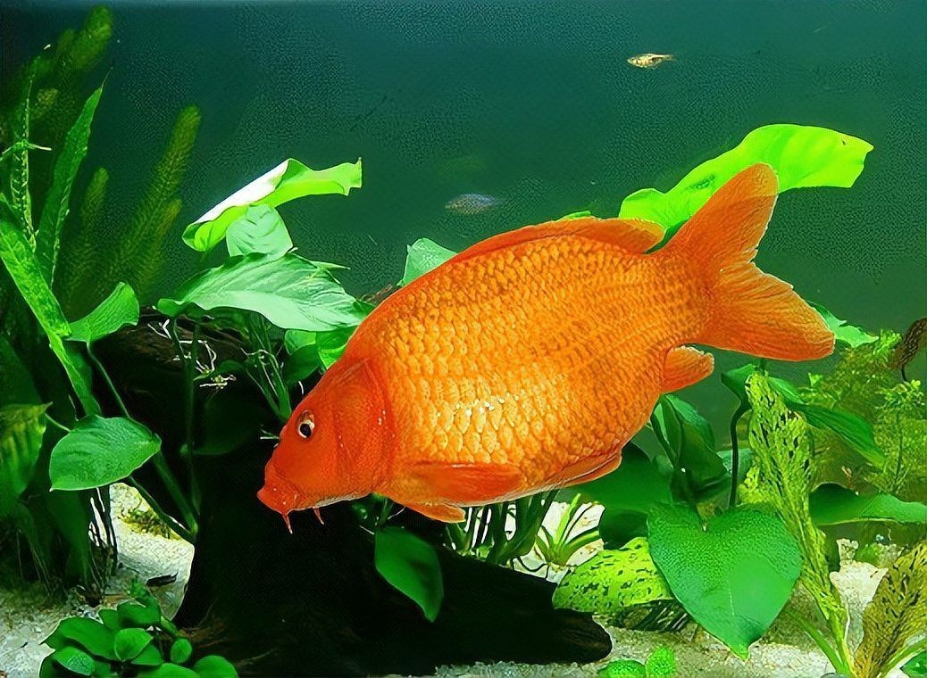 建鯉是鯉魚還是鯉魚，深度解析，建鯉到底是不是傳統(tǒng)意義上的鯉魚 建鯉是鯉魚還是鯉魚，深度解析，建鯉到底是不是傳統(tǒng)意義上的鯉魚 龍魚論壇 第10張