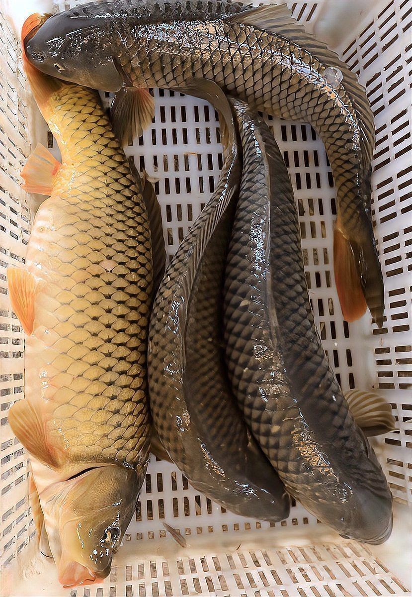 建鯉是鯉魚還是鯉魚，深度解析，建鯉到底是不是傳統(tǒng)意義上的鯉魚 建鯉是鯉魚還是鯉魚，深度解析，建鯉到底是不是傳統(tǒng)意義上的鯉魚 龍魚論壇 第8張