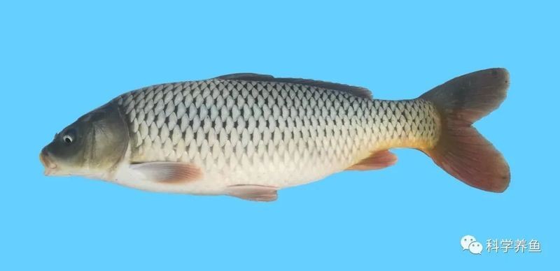 建鯉是鯉魚還是鯉魚，深度解析，建鯉到底是不是傳統(tǒng)意義上的鯉魚 建鯉是鯉魚還是鯉魚，深度解析，建鯉到底是不是傳統(tǒng)意義上的鯉魚 龍魚論壇 第12張