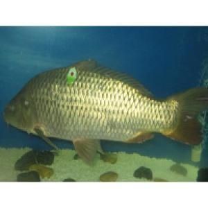 建鯉是鯉魚還是鯉魚，深度解析，建鯉到底是不是傳統(tǒng)意義上的鯉魚 建鯉是鯉魚還是鯉魚，深度解析，建鯉到底是不是傳統(tǒng)意義上的鯉魚 龍魚論壇 第6張