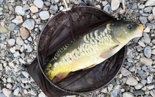 建鯉是鯉魚還是鯉魚，深度解析，建鯉到底是不是傳統(tǒng)意義上的鯉魚 建鯉是鯉魚還是鯉魚，深度解析，建鯉到底是不是傳統(tǒng)意義上的鯉魚 龍魚論壇 第16張