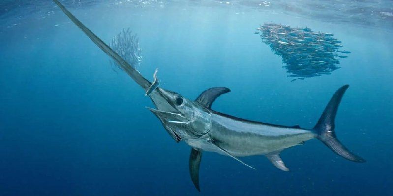 劍魚淡水魚，探秘劍魚，兼具速度與力量的