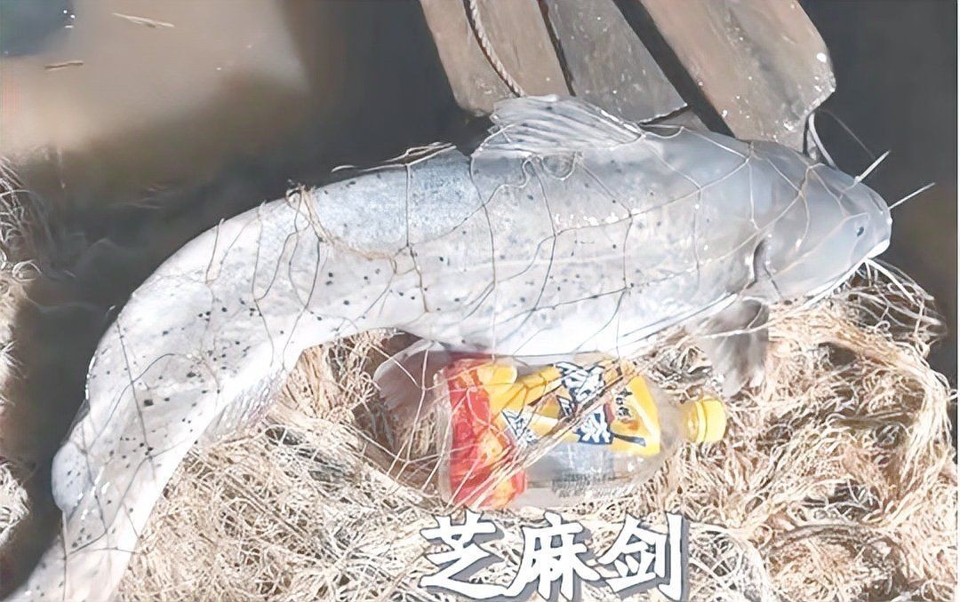 劍魚淡水魚，探秘劍魚，兼具速度與力量的