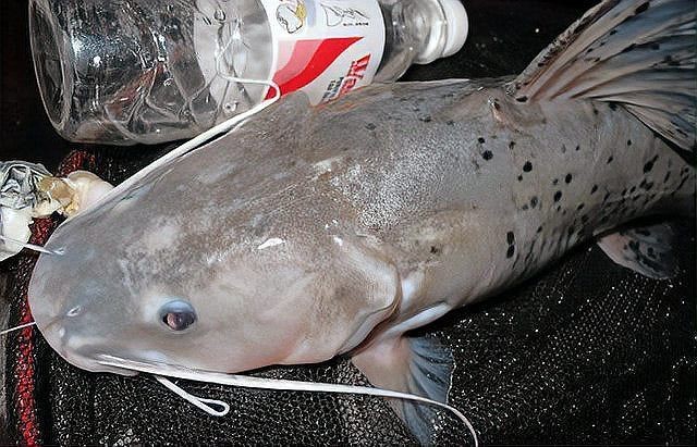 劍魚淡水魚，探秘劍魚，兼具速度與力量的