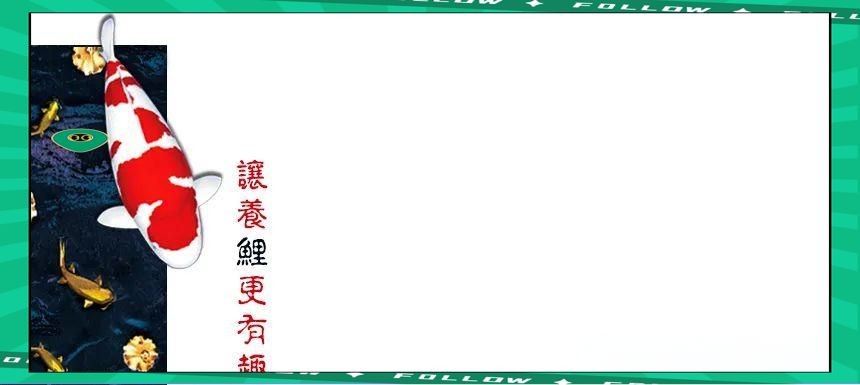 芥子錦鯉有幾種顏色，探秘芥子錦鯉，詳解其豐富多樣