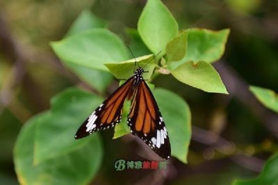 吉隆坡旅游景點，吉隆坡旅游景點必去推薦，探索城市精華 吉隆坡旅游景點，吉隆坡旅游景點必去推薦，探索城市精華 全國水族館企業(yè)名錄 第4張
