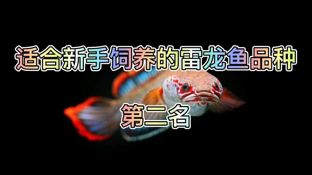 七彩雷龍魚(yú)好養(yǎng)嗎，七彩雷龍魚(yú)養(yǎng)護(hù)指南，新手適養(yǎng)性與飼養(yǎng)要點(diǎn)詳解