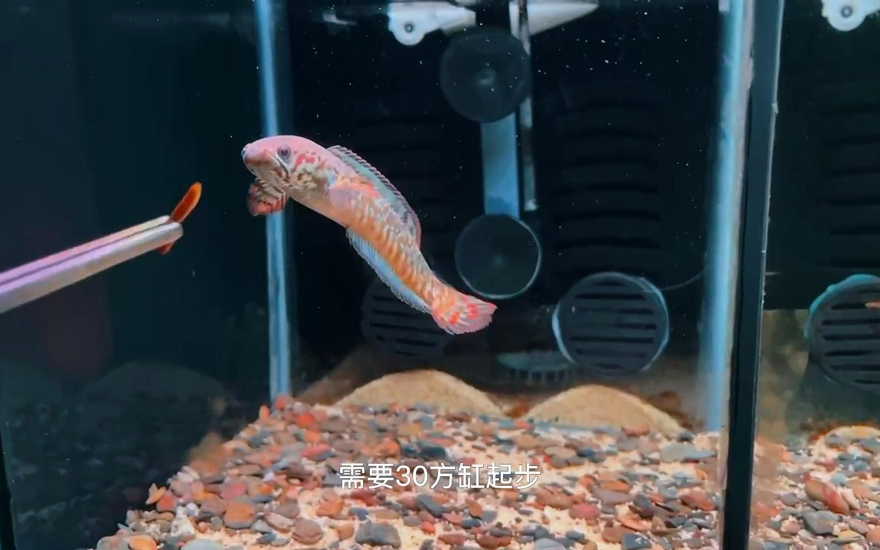 七彩雷龍魚好養嗎，七彩雷龍魚養護指南，新手適養性與飼養要點詳解